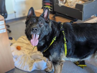 Barry | German Shepherd Dog | Bridgend (Wales) - 3