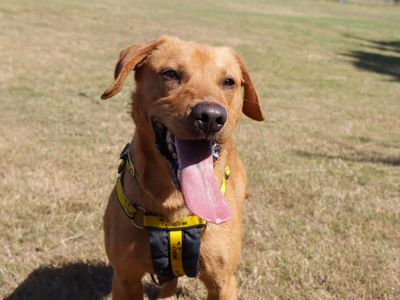 Simba | Retriever (Labrador) | Evesham (Worcestershire) - 5
