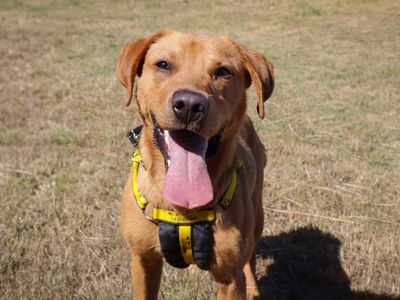 Simba | Retriever (Labrador) | Evesham (Worcestershire) - 3