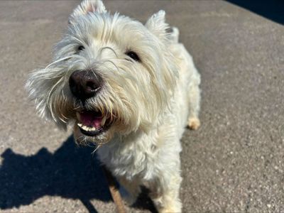 Stanlee | Terrier (West Highland White) | Salisbury (Wiltshire) - 5