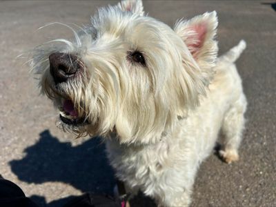 Stanlee | Terrier (West Highland White) | Salisbury (Wiltshire) - 3