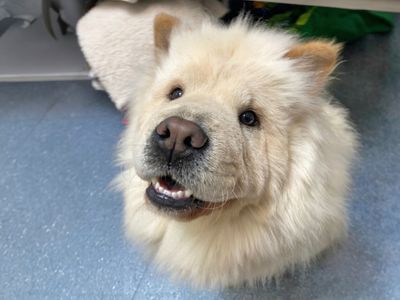 Nugget | Chow Chow | Basildon (Essex) - 1