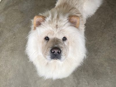 Nugget | Chow Chow | Basildon (Essex) - 3