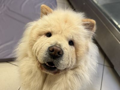 Nugget, a 2 years old female Chow Chow available for adoption from Dogs Trust in Basildon, Essex