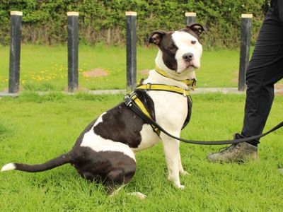 Stevie | Terrier (Staffordshire Bull) | Newbury (Berkshire) - 3
