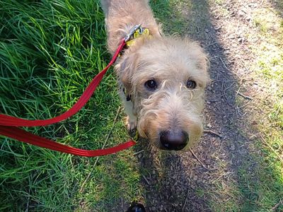 Copper | Poodle (Standard) Cross | West Calder (Edinburgh) - 2