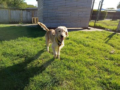 Copper | Poodle (Standard) Cross | West Calder (Edinburgh) - 3