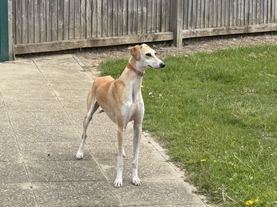 Teri | Lurcher | Basildon (Essex) - 5