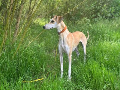 Teri | Lurcher | Basildon (Essex) - 3