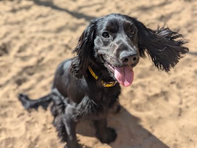 Hugo | Spaniel (Cocker) | Harefield West London - 1