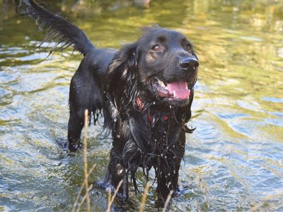 Hugo | Spaniel (Cocker) | Harefield West London - 3