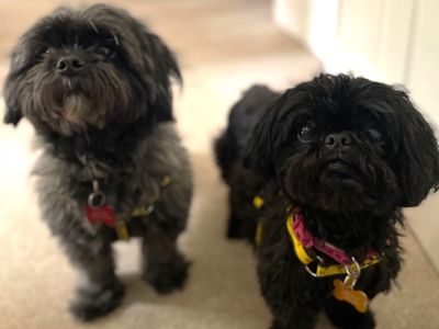 Hari & Lexi | Shih Tzu | Leeds