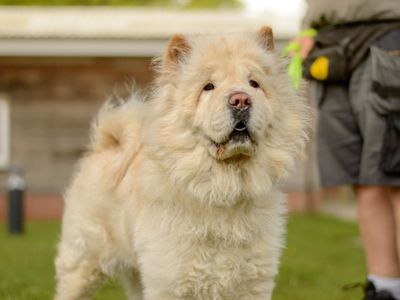 Mia | Chow Chow | Kenilworth (West Midlands) - 3