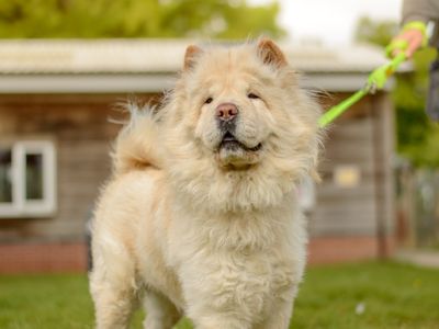 Mia | Chow Chow | Kenilworth (West Midlands) - 5