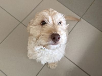 Alfonso | Poodle Cross | Basildon (Essex) - 1