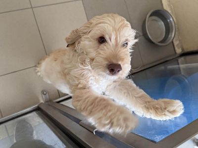 Alfonso | Poodle Cross | Basildon (Essex) - 3