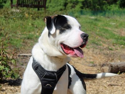 Haribo | Crossbreed | Merseyside (Liverpool) - 1