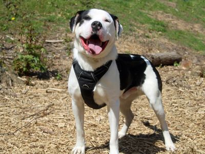 Haribo | Crossbreed | Merseyside (Liverpool) - 3