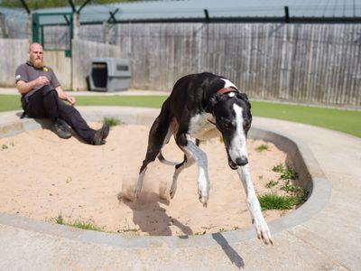 Tulip | Greyhound | Evesham (Worcestershire) - 3