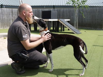 Tulip | Greyhound | Evesham (Worcestershire) - 5