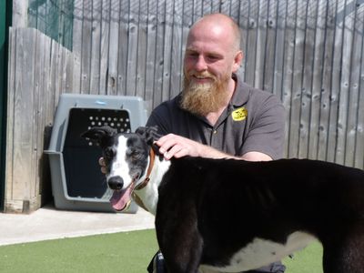 Tulip | Greyhound | Evesham (Worcestershire) - 3