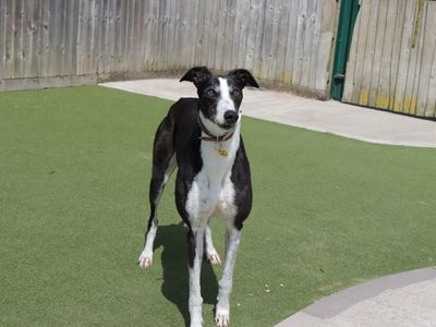 Tulip | Greyhound | Evesham (Worcestershire) - 5