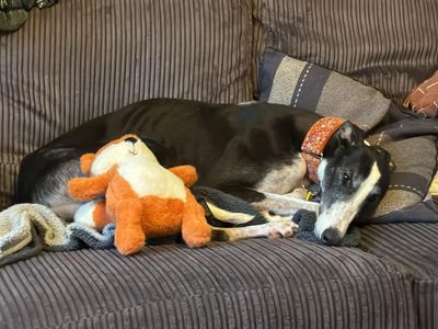 Tulip | Greyhound | Evesham (Worcestershire) - 5