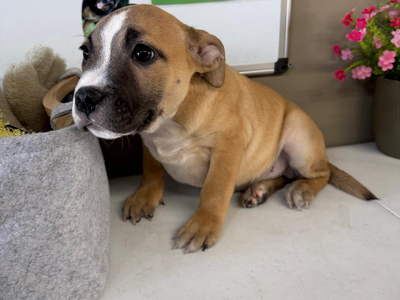 Basil | Crossbreed | Cumbria rehoming - 3