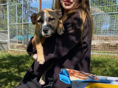 Basil | Crossbreed | Cumbria rehoming - 1