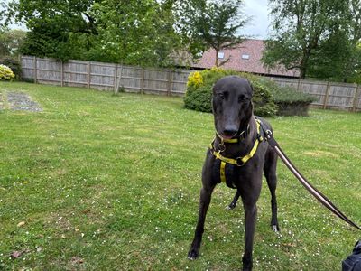 Morgan | Greyhound | Canterbury - 3