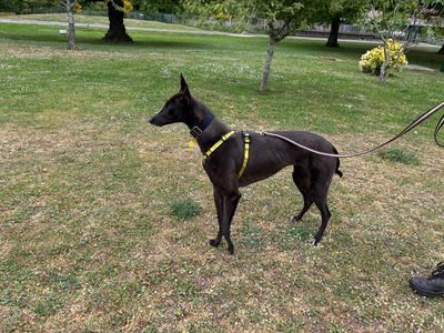 Morgan | Greyhound | Canterbury - 5