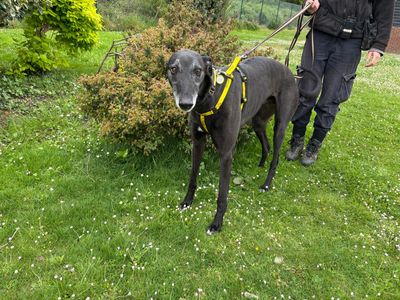 Mysterio | Greyhound | Canterbury - 3