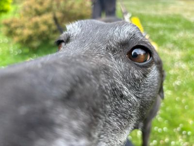 Mysterio | Greyhound | Canterbury - 2