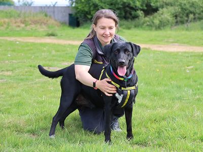 Bella | Retriever (Labrador) Cross | Leeds - 3