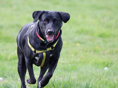 Bella | Retriever (Labrador) Cross | Leeds - 5
