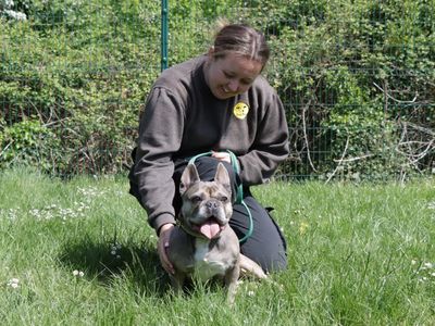 Storm | French Bulldog | Evesham (Worcestershire) - 3