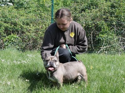 Storm | French Bulldog | Evesham (Worcestershire) - 2
