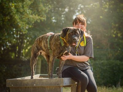 Pixie | Italian Corso Dog | Kenilworth (West Midlands) - 5