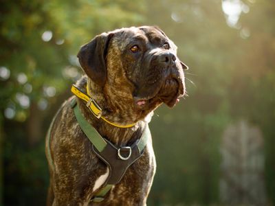 Pixie | Italian Corso Dog | Kenilworth (West Midlands) - 3