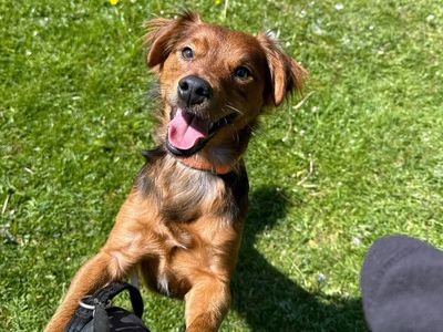 Celt | Terrier (Jack Russell) Cross | Merseyside (Liverpool) - 2