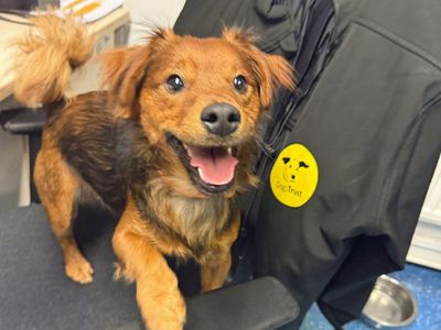 Celt | Terrier (Jack Russell) Cross | Merseyside (Liverpool) - 3