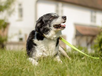 Bennett | Collie (Border) | Kenilworth (West Midlands) - 1