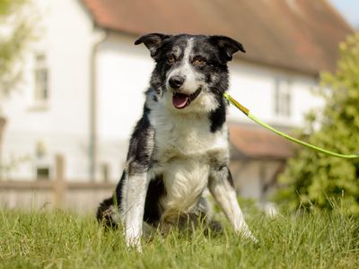 Bennett | Collie (Border) | Kenilworth (West Midlands) - 3