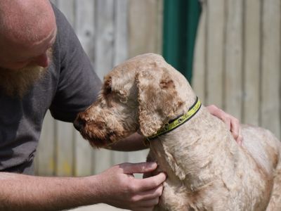 Ivy | Poodle Cross | Evesham (Worcestershire) - 2