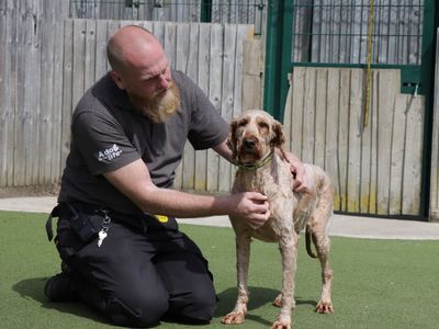 Ivy | Poodle Cross | Evesham (Worcestershire) - 3