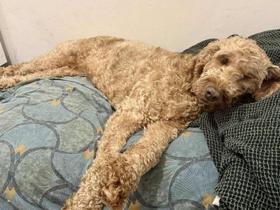 Maisie | Poodle (Standard) Cross | Evesham (Worcestershire) - 3