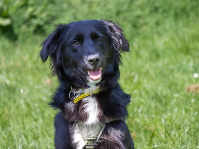 Lilah | Retriever (Golden) Cross | Evesham (Worcestershire) - 5