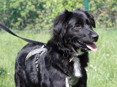 Lilah | Retriever (Golden) Cross | Evesham (Worcestershire) - 3