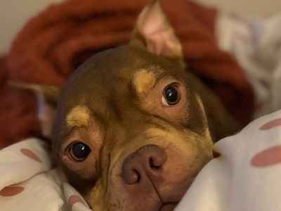 Tibby | Crossbreed | Cumbria rehoming - 3