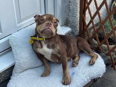 Tibby | Crossbreed | Cumbria rehoming - 2